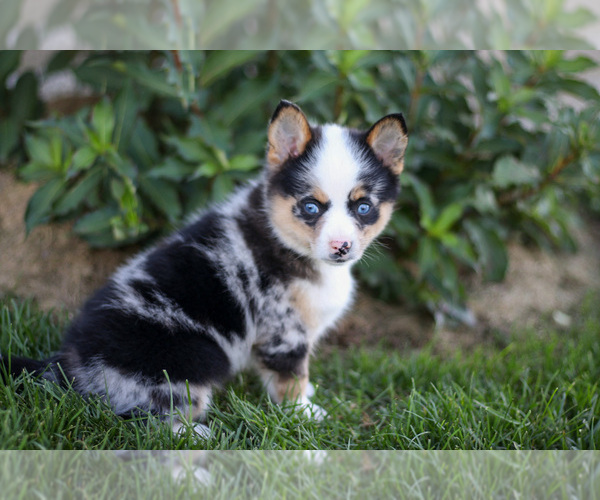 Medium Photo #12 Pomsky Puppy For Sale in GOSHEN, IN, USA