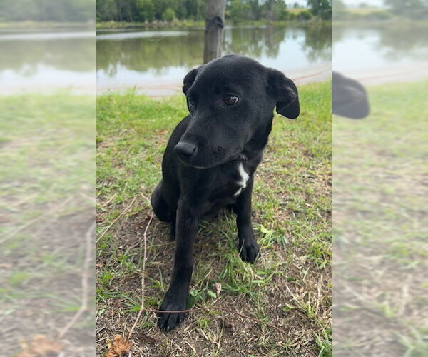 Medium Photo #5 Labrador Retriever-Unknown Mix Puppy For Sale in Tarrytown, GA, USA