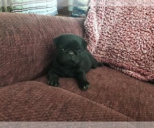 Pug Puppy for sale in DAYTON, VA, USA