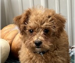 Small Photo #11 Shih-Poo Puppy For Sale in DUNDEE, OH, USA