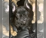 Puppy 6 French Bulldog