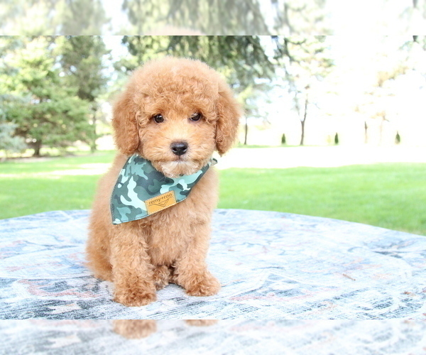 Medium Photo #3 Poodle (Toy) Puppy For Sale in BOSWELL, IN, USA