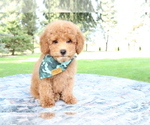Small Photo #3 Poodle (Toy) Puppy For Sale in BOSWELL, IN, USA