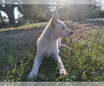 Small #1 German Shepherd Dog