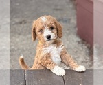 Small #6 Goldendoodle (Miniature)