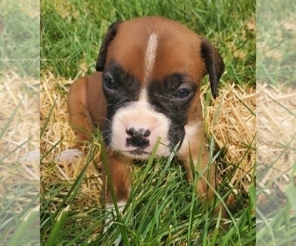 Medium Photo #2 Boxer Puppy For Sale in EDEN, PA, USA