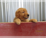 Small #3 Golden Retriever