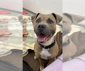 Mutt Dogs for adoption in Fort Wayne, IN, USA