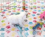 Small #7 Cavapoo (Miniature)-Poodle (Toy) Mix