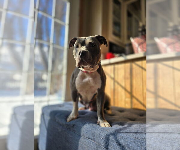 Medium Photo #4 American Pit Bull Terrier-Staffordshire Bull Terrier Mix Puppy For Sale in Princeton, MN, USA