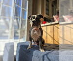 Small #3 American Pit Bull Terrier-Staffordshire Bull Terrier Mix