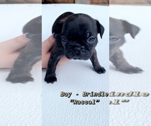 Buggs Puppy for sale in SUMMIT POINT, WV, USA