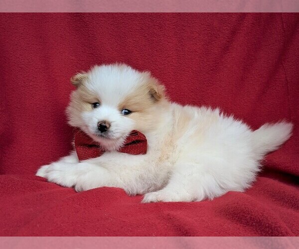 Medium Photo #4 Pomeranian Puppy For Sale in PEACH BOTTOM, PA, USA