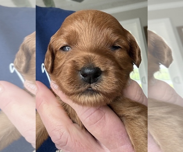 Medium Photo #2 Cockapoo Puppy For Sale in SEBASTIAN, FL, USA