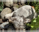 Small Photo #25 French Bulldog Puppy For Sale in LEHIGH ACRES, FL, USA