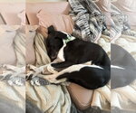 Small #2 Labrador Retriever Mix