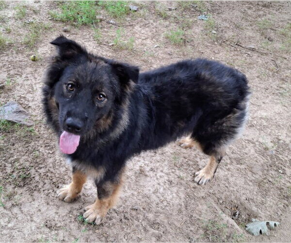 Medium Photo #7 Australian Shepherd-German Shepherd Dog Mix Puppy For Sale in Mountain View, AR, USA