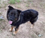 Small #6 Australian Shepherd-German Shepherd Dog Mix
