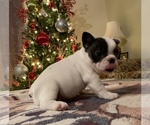 Small Photo #4 French Bulldog Puppy For Sale in FORESTVILLE, CA, USA