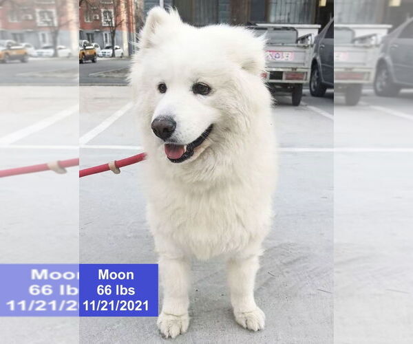 Medium Photo #3 Samoyed Puppy For Sale in West Hollywood, CA, USA