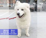 Small #2 Samoyed