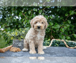Small #1 Poodle (Miniature)