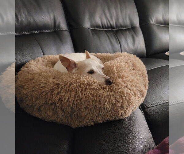 Medium Photo #2 Italian Greyhuahua Puppy For Sale in Salt Lake City, UT, USA