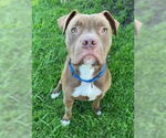 Small #2 American Pit Bull Terrier Mix
