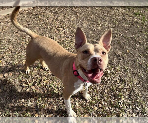 Medium Photo #1 Mutt Puppy For Sale in Plano, TX, USA