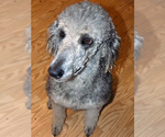 Small Photo #1 Poodle (Standard) Puppy For Sale in SAN DIEGO, CA, USA