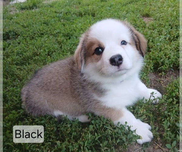 Medium Photo #3 Pembroke Welsh Corgi Puppy For Sale in REDKEY, IN, USA