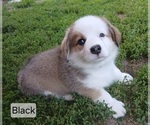 Small #2 Pembroke Welsh Corgi