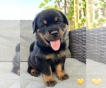 Small Photo #2 Rottweiler Puppy For Sale in NAPA, CA, USA