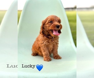 Medium Australian Labradoodle