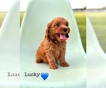 Puppy Puppy 5 Lucky Australian Labradoodle