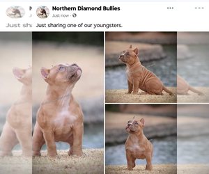 American Bully Puppy for sale in CASA GRANDE, AZ, USA