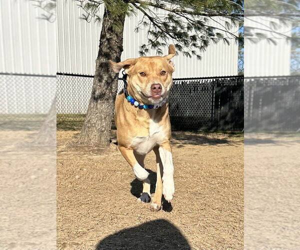 Medium Photo #11 Bogle Puppy For Sale in Evansville, IN, USA