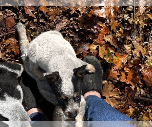 Medium Photo #6 Australian Cattle Dog Puppy For Sale in OREGON HOUSE, CA, USA