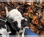 Small Photo #37 Australian Cattle Dog Puppy For Sale in OREGON HOUSE, CA, USA