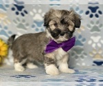 Small Photo #5 Havanese Puppy For Sale in LANCASTER, PA, USA