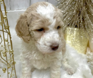 Goldendoodle Puppy for sale in ANDALE, KS, USA