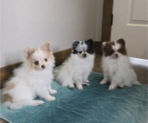 Pomeranian Puppy for sale in ORRVILLE, OH, USA