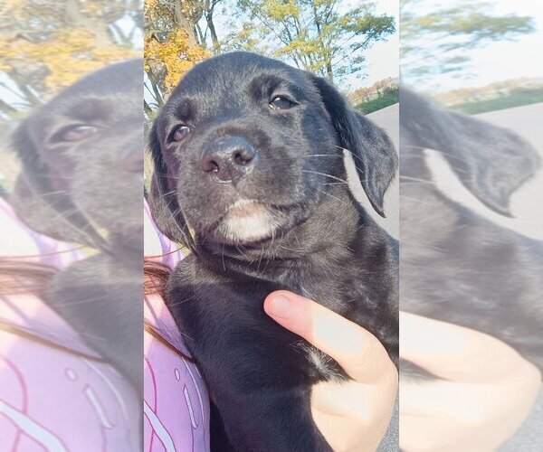 Medium Photo #1 English Setter-Labrador Retriever Mix Puppy For Sale in MOHAWK, NY, USA