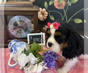 Cavalier King Charles Spaniel Puppy for sale in ABILENE, TX, USA