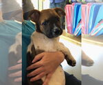 Small #2 Great Dane Mix