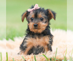 Puppy Gia CKC Yorkshire Terrier