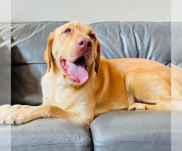 Medium Photo #1 Labrador Retriever Puppy For Sale in PADUCAH, KY, USA