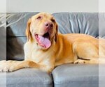 Small Photo #1 Labrador Retriever Puppy For Sale in PADUCAH, KY, USA