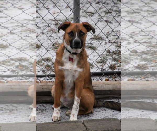Medium Photo #7 Mutt Puppy For Sale in Farmington, MN, USA