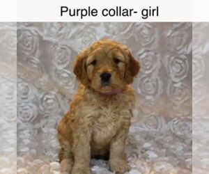 Goldendoodle Puppy for sale in LOUISVILLE, KY, USA